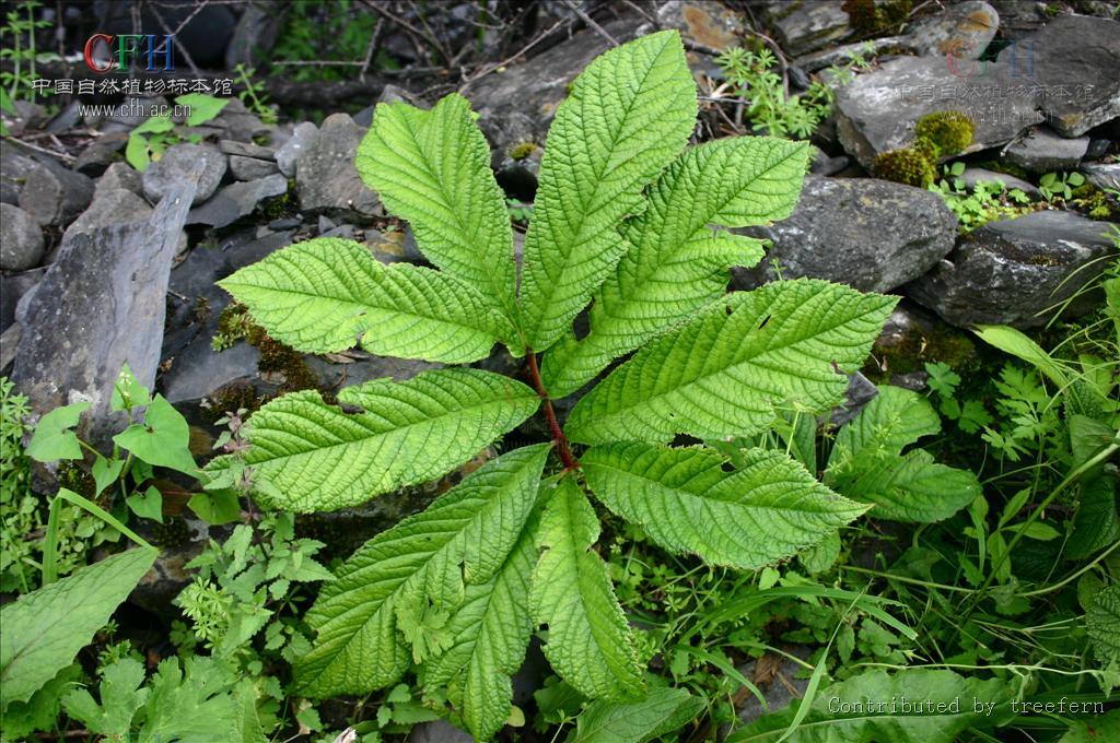 rodgersia podophylla