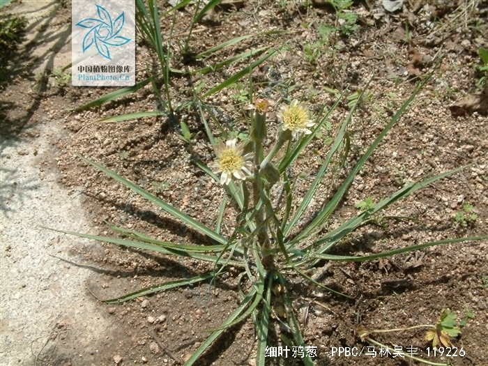  p>细叶鸦葱(学名: i>scorzonera pusilla /i> pall.