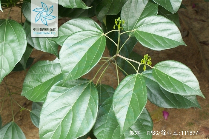  p>蚬木,拉丁学名: i>excentrodendron hsienmu /i>(chun et how) h.