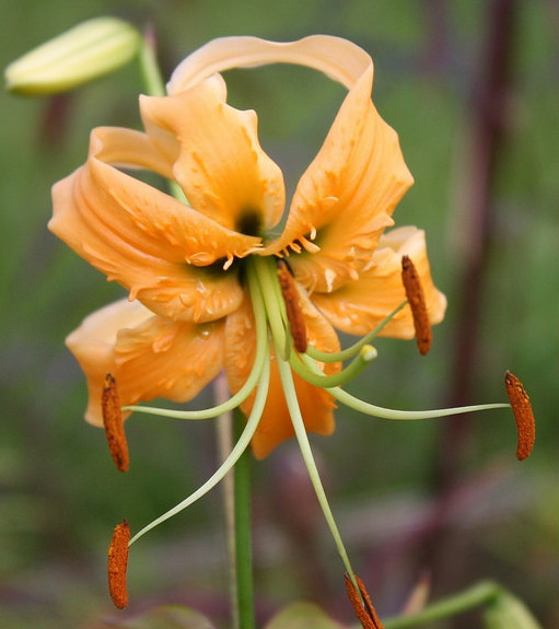 i>lilium rosthornii /i>  diels)是百合科百合属植物,鳞茎未见