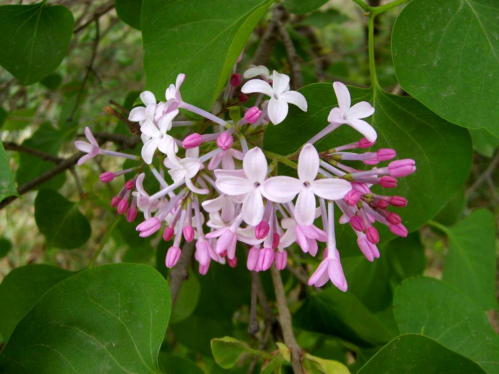  p>红丁香(学名: i>syringa villosa /i> vahl)是木犀科,丁香属 a