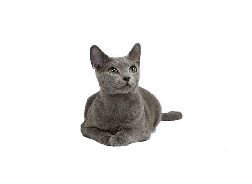 russian blue cat