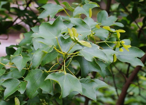  p>三角槭,别名: a target="_blank" href="/item/三角枫/3060892"