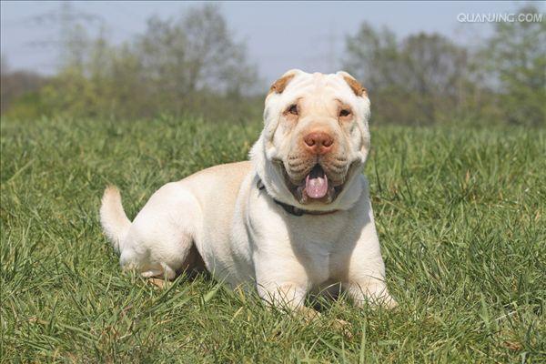 沙皮犬,英文名 sharpei,产于中国广东南海大沥镇一带,是世界名种斗狗