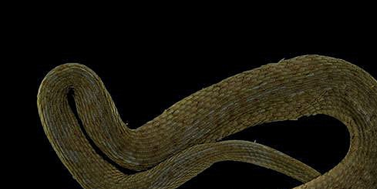  p>真蛇下目是 a target="_blank" href="/ite