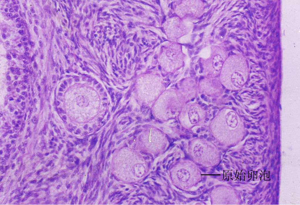 迫使 a target="_blank" href="/item/初级卵母细胞/5955642" data