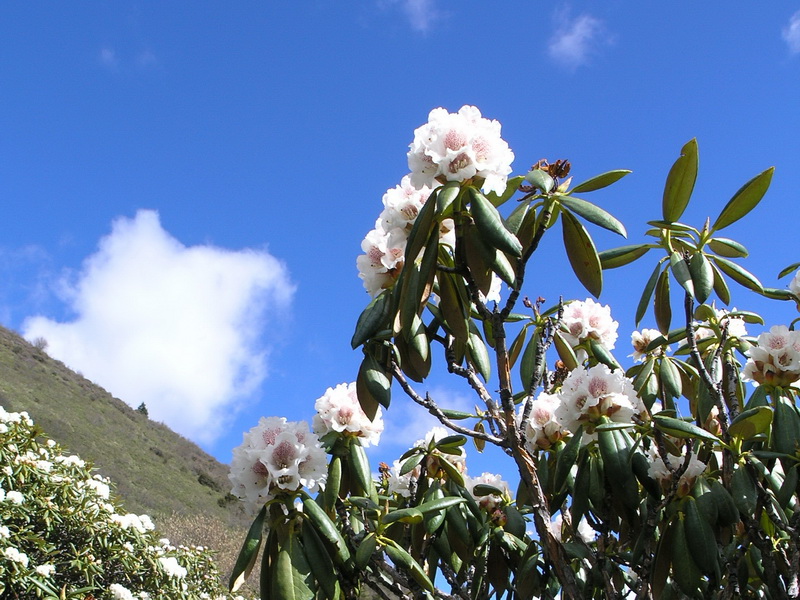  p>大云锦杜鹃(学名: i>rhododendron faithae  /i>chun.