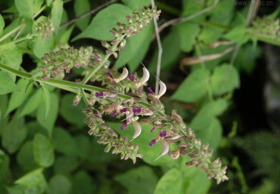  p>丹参,中药名.为唇形科植物丹参 i>salvia miltiorrhiza bge.