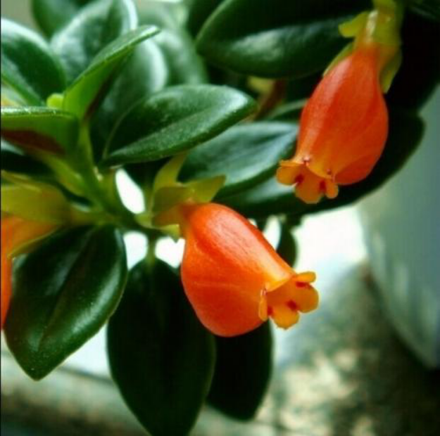 高颜值的金鱼花 到底都有什么用 百科ta说