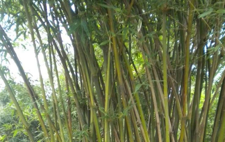  p>毛玉山竹( a target="_blank" href="/item/学名/8074290" data