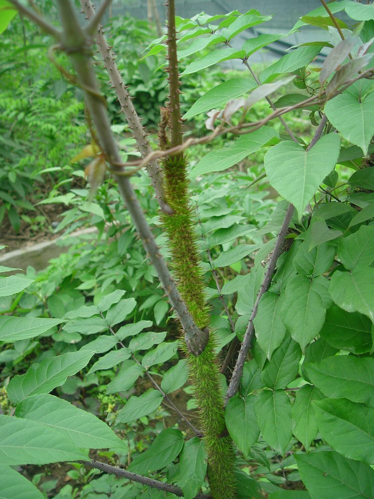  p data-id="gnrxvj5chy">楤木(学名: i>aralia chinensis /i> l.