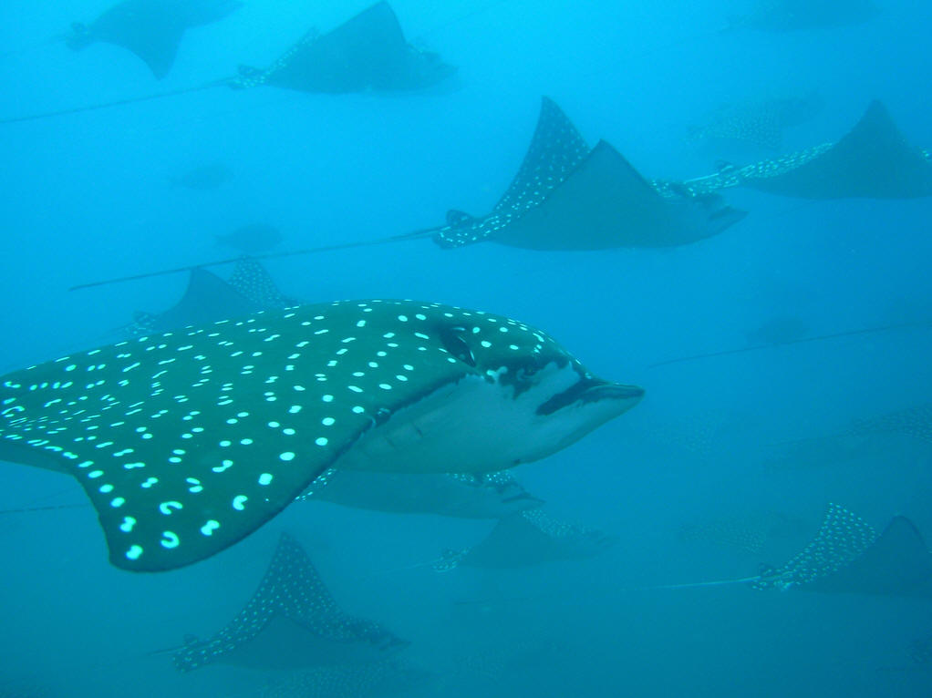  p>鲼科, i>myliobatidae /i>(bonaparte, 1838),指的是 a href="#"