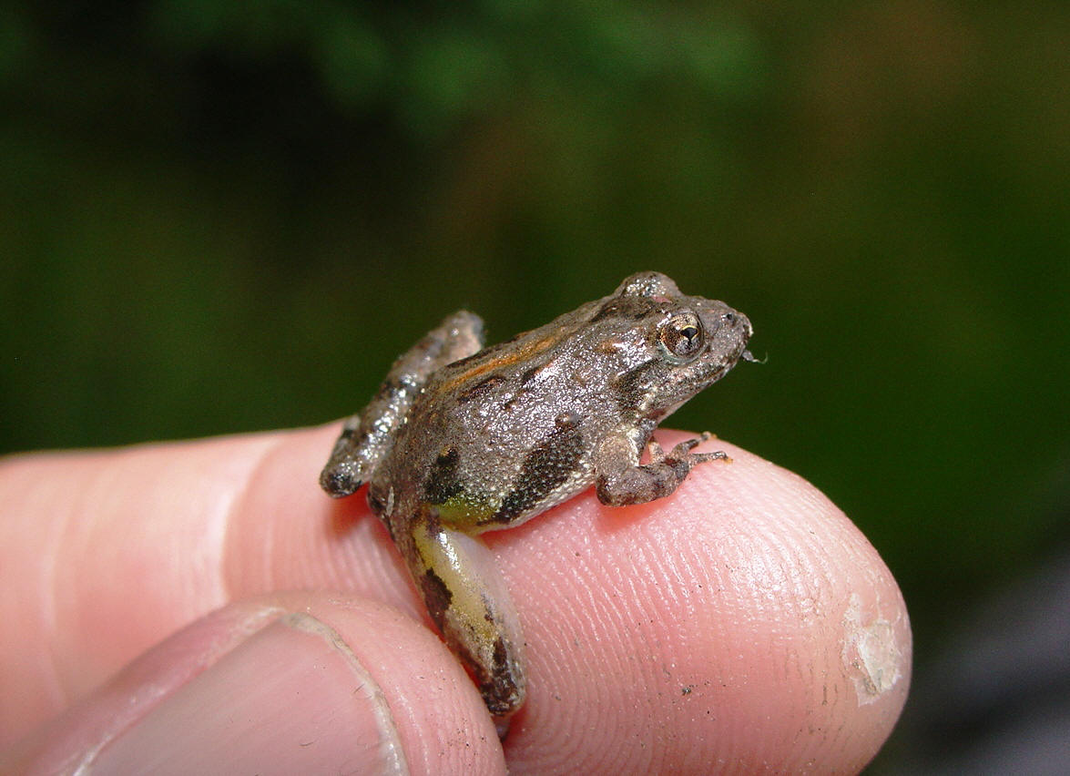  p>雨蛙科(hylidae):无尾目的一科.