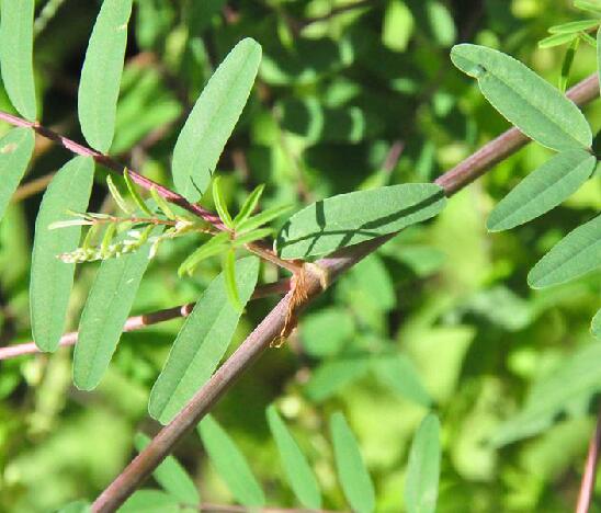 多序岩黄耆(原变种)