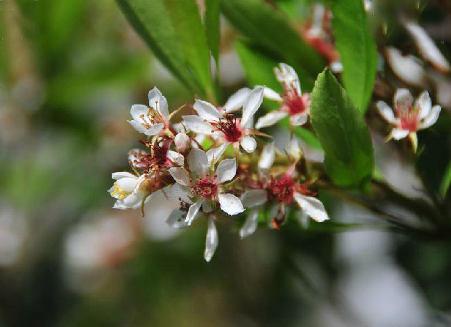  p>柳叶石斑木(学名:rhaphiolepis salicifolia lindl.