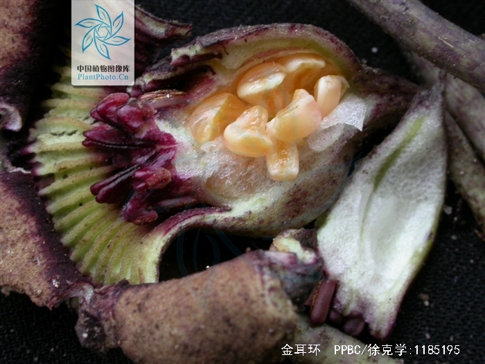  p>《金耳环》是由 a href="#" data-lemmaid="586936">海岩 /a>的