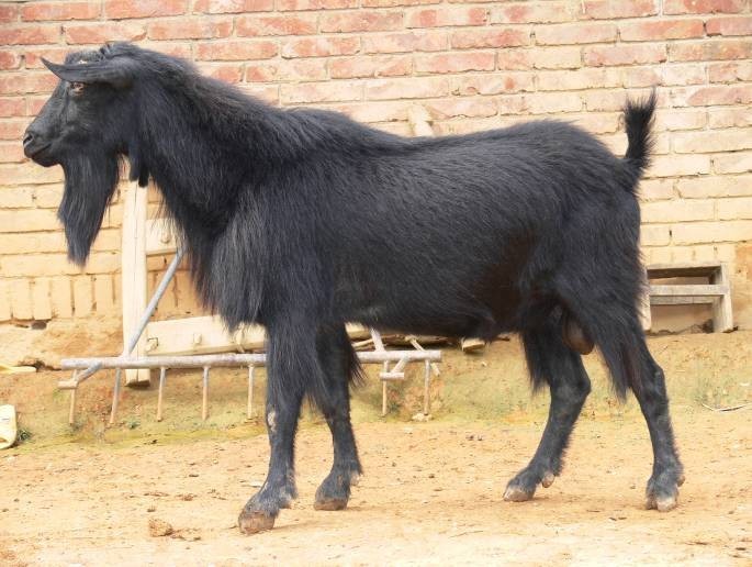  p>马关无角山羊属肉用型地方品种,1987年被列入《 a target="_blank"