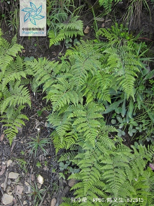 pseudocystopteris spinulosa (maxim.) ching