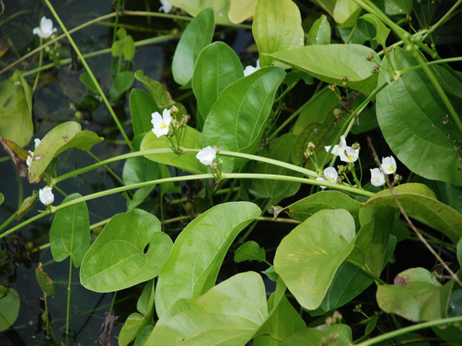  p>鞘柄木属toricellia dc.