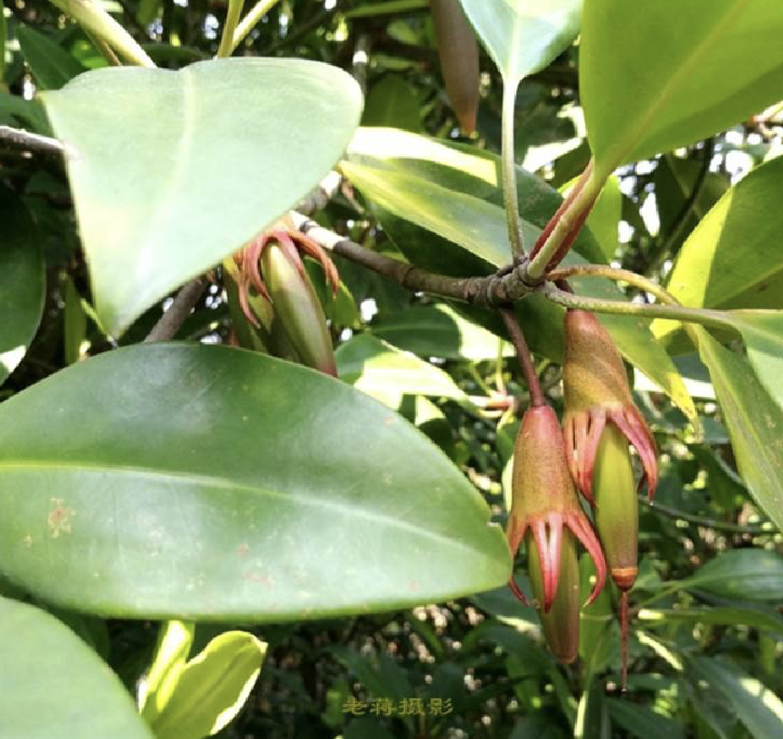 bruguiera gymnorrhiza (l.) poir.