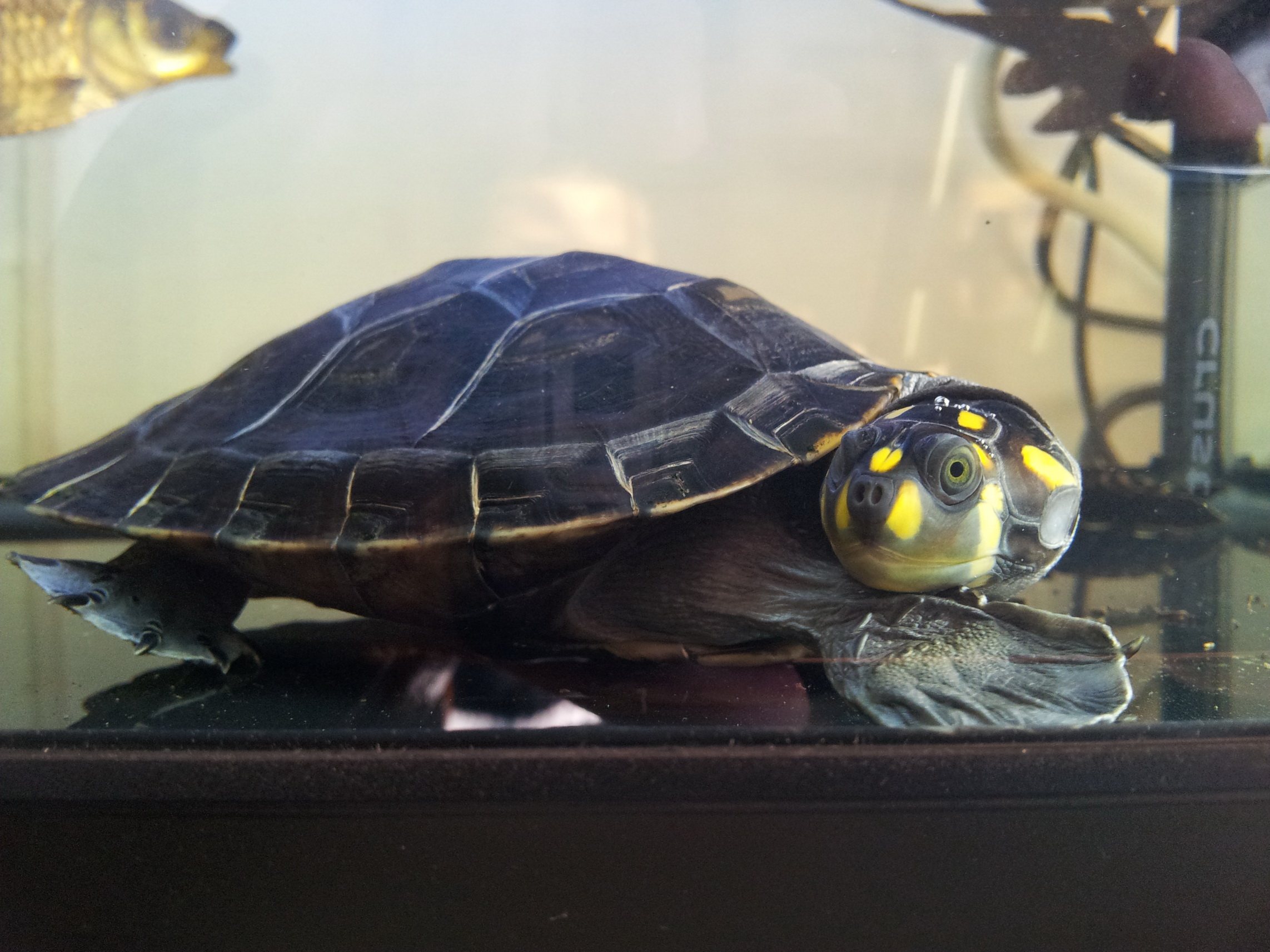  p>黄头侧颈龟(学名: i>podocnemis unifilis /i>)是侧颈龟科,南美侧