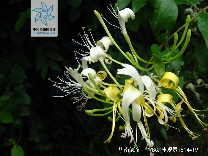  p>华南忍冬(学名: i>lonicera confusa /i> (sweet) dc.