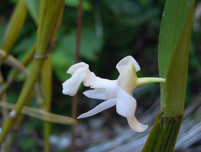  p>滇金石斛(学名: i>flickingeria albopurpurea /i>  seidenf.