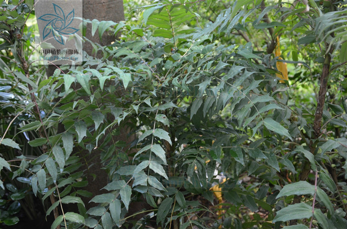 阿里山十大功劳