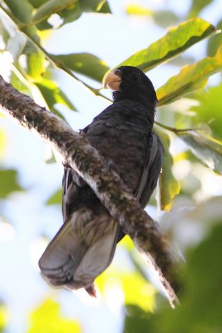  p>非洲黑鹦鹉(学名:coracopsis nigra)是典型的 a href="#" data
