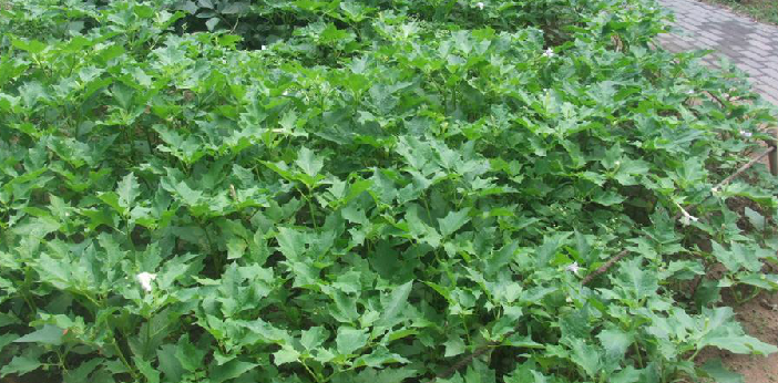 大萼兔耳草 i>lagotis clarkei /i> hook. f.