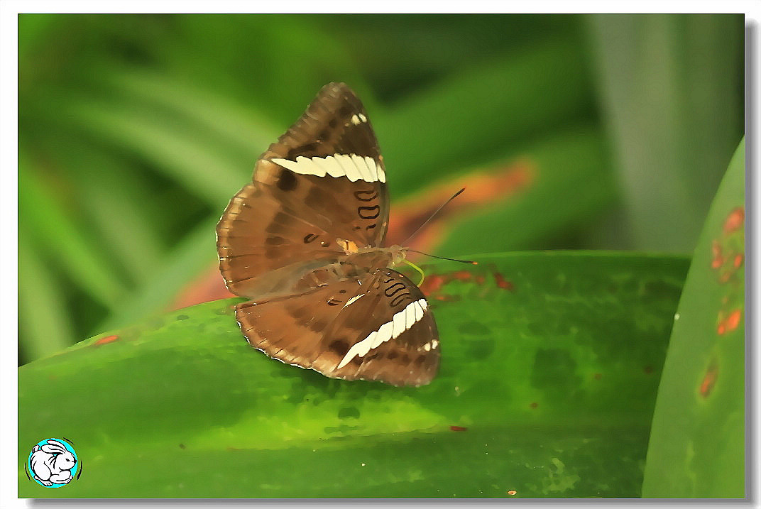  p>白带褐蚬蝶(学名:abisara fylloides)为 a target="_blank" href="