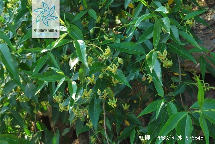 periploca sepium bunge