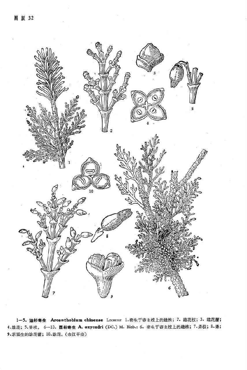 p>油杉寄生(学名: i>arceuthobium chinense /i>),为桑寄生科油杉