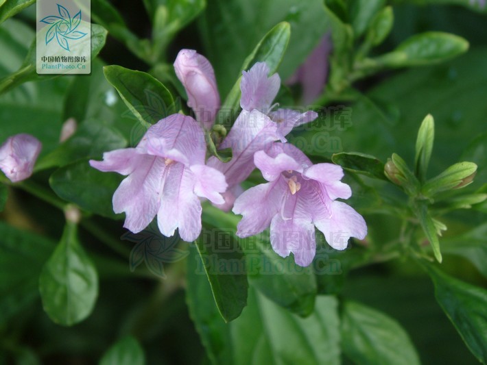  p>紫云菜属(学名:strobilanthes bl. s. l.