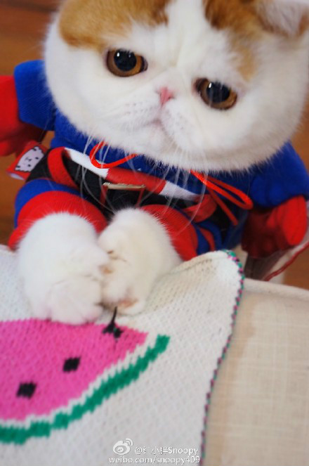  p data-id="gnyu5xlp3r">红小胖snoopy是一只红色梵纹 a target="