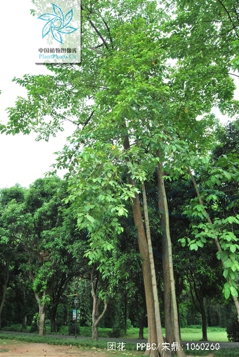 bosser)是茜草科团花属植物,落叶大乔木,高达30米;树干通直,基部略