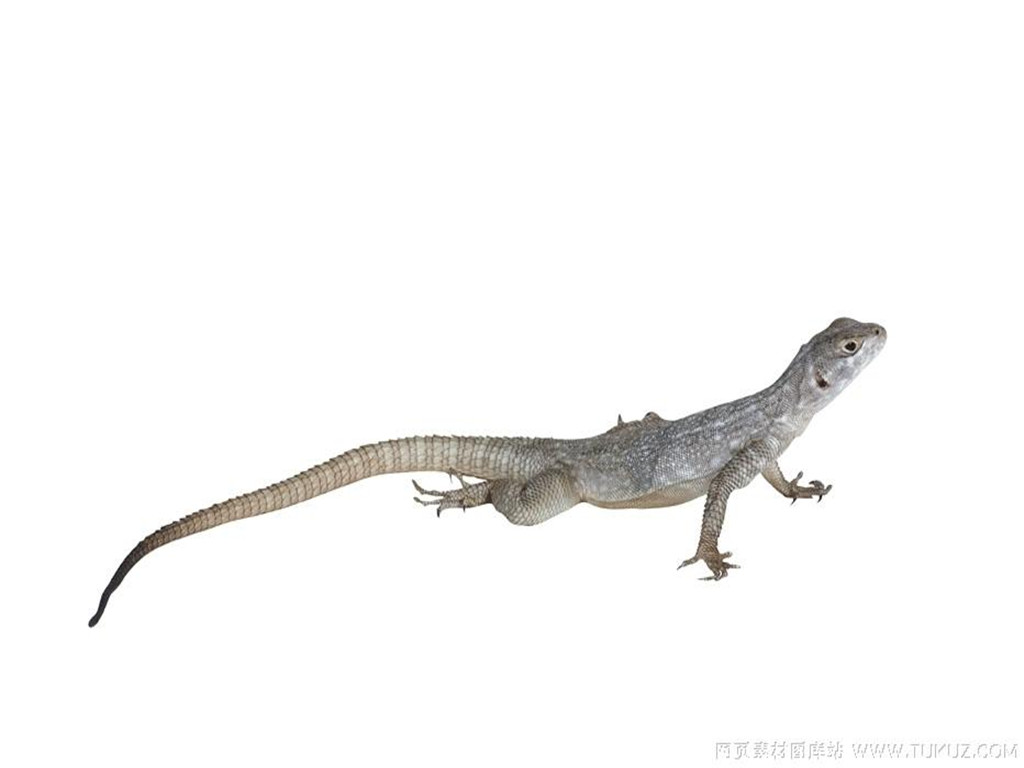  p>白尾双足蜥,双足蜥科双足蜥属物种,形似蚯蚓,通身被以覆瓦状排列的