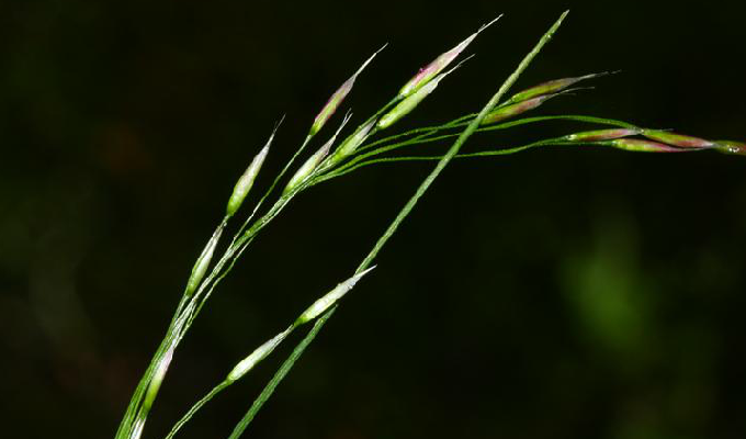  p>发草属(学名:deschampsia)是禾本科下一个属,约40种,分布于温带