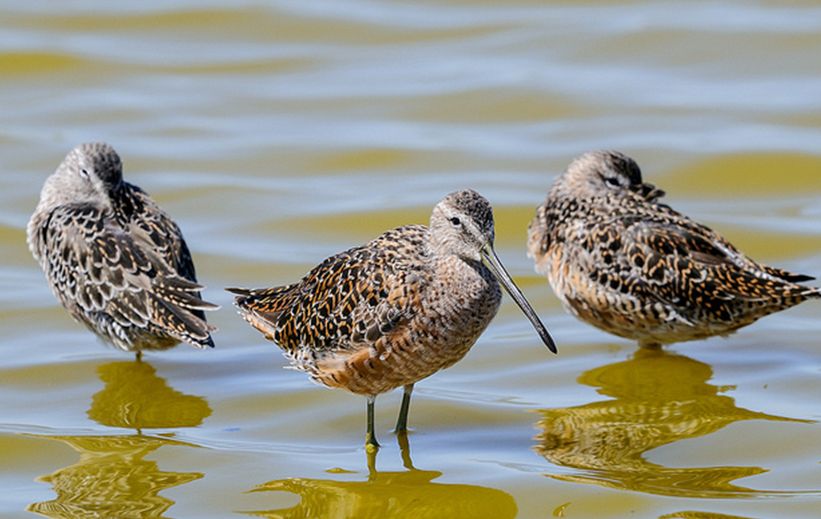  p>长嘴鹬(学名: i> /i> i>limnodromus scolopaceus /i> (say, 1823)