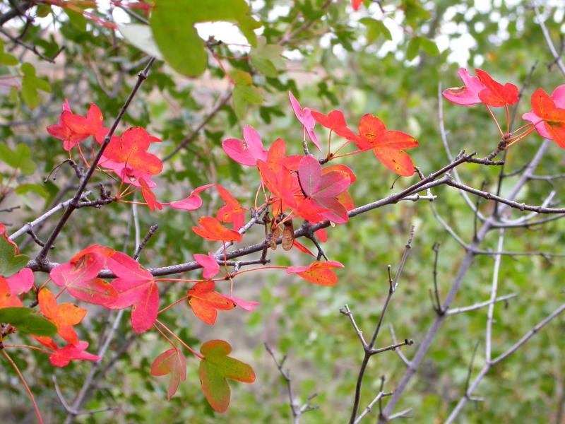 宁波三角槭(变种)