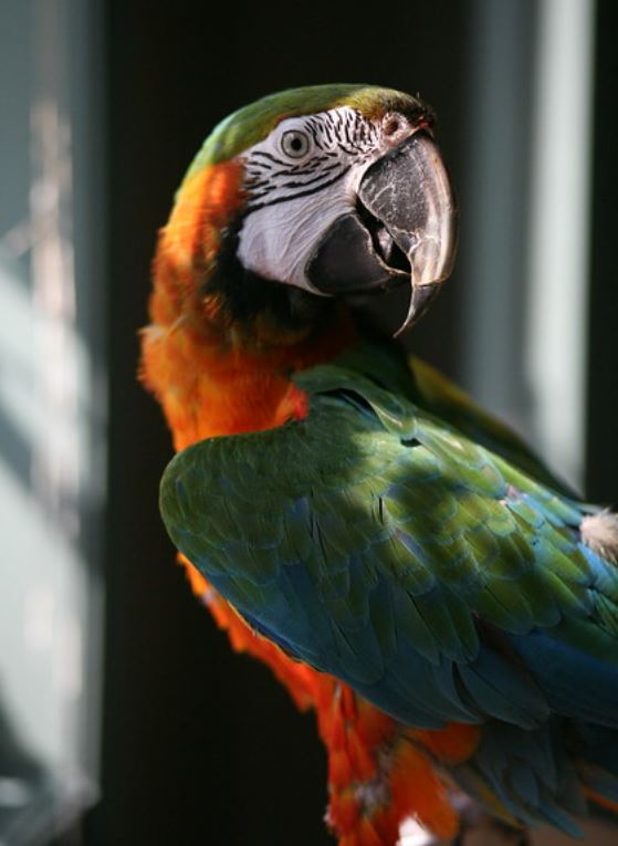  p>小丑金刚鹦鹉(harlequin   macaw):是由两种不同的 a>金刚鹦鹉 /a>