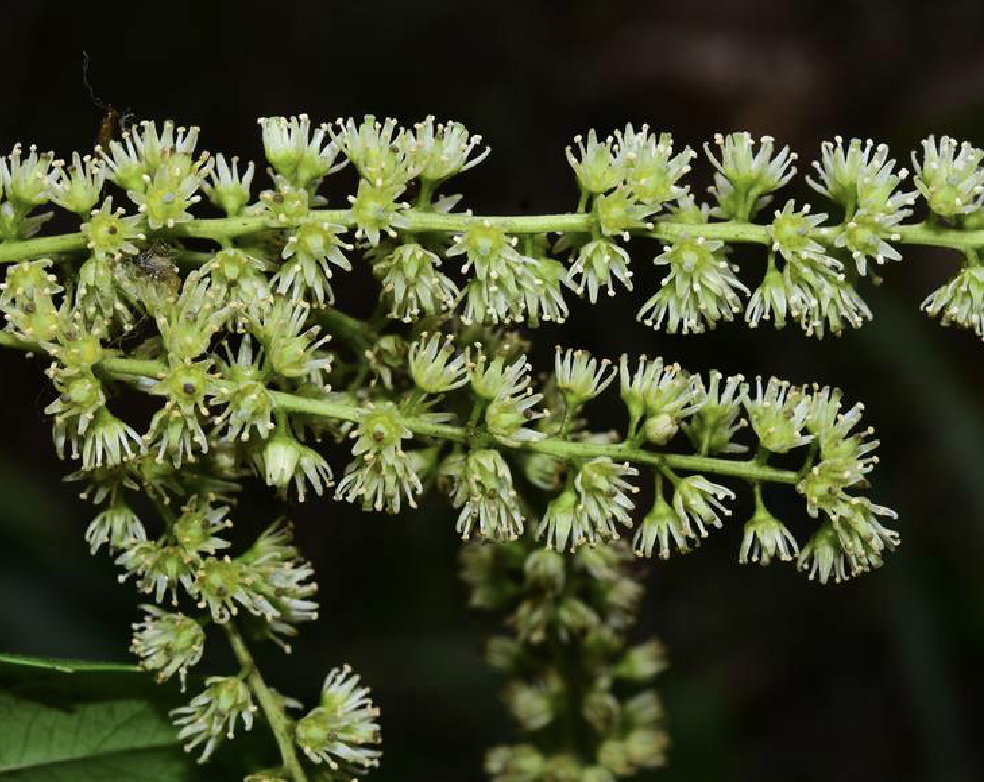  p>冬青叶鼠刺(学名: i>itea ilicifolia /i> oliv.