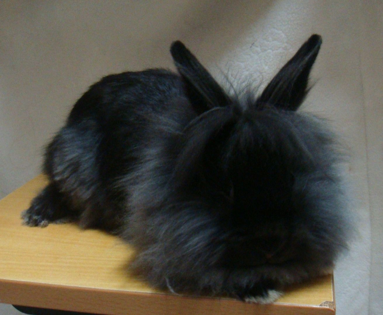 宠狮子兔,又名: a target="_blank" href="/item/狮子头兔/10446551"