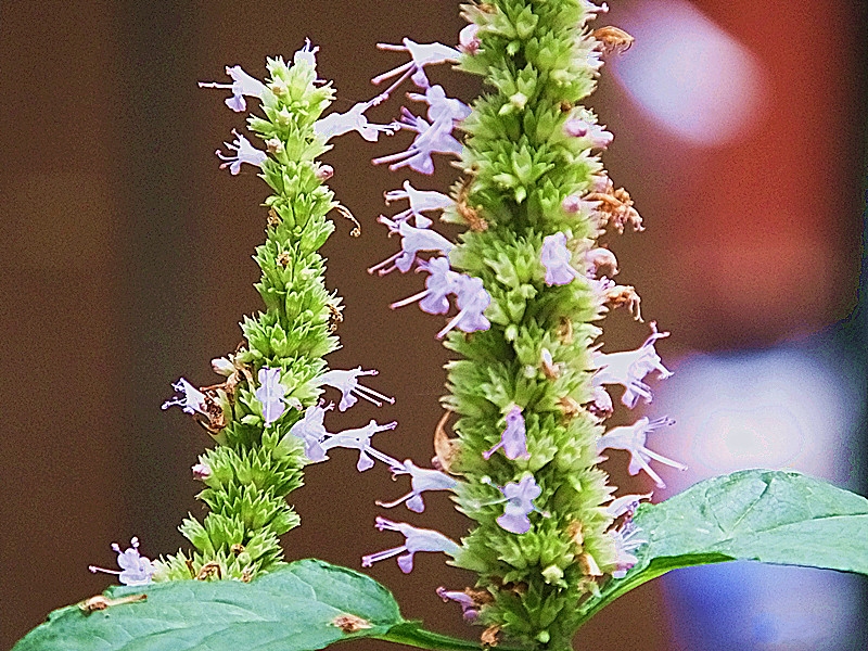  p>假薄荷(拉丁学名:mentha asiatica boriss.-bekrj.