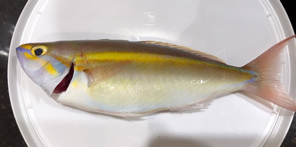  p>长尾锥齿鲷 /p> p>拉丁学名:pentapodus paradiseus /p> p>英文名