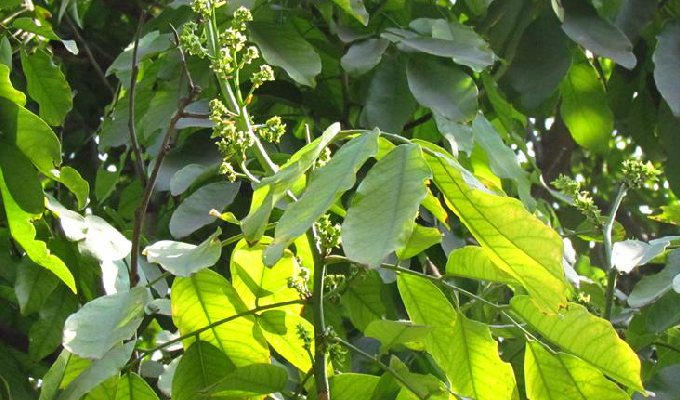  p>钝叶黄檀(学名: i>dalbergia obtusifolia  /i>(baker) prain)是