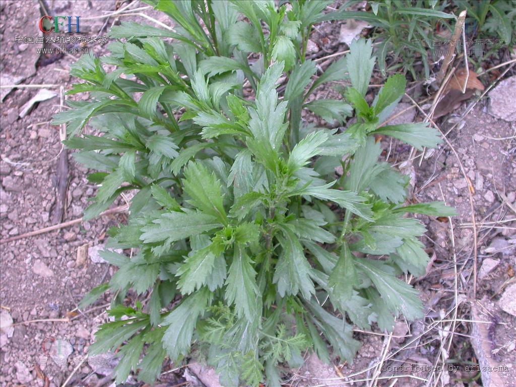  p>渤海滨南牡蒿(artemisia eriopoda bge. var. maritima ling et y.