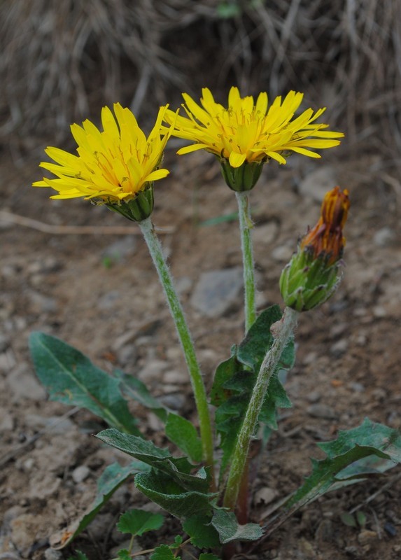  p>白缘蒲公英(学名: i>taraxacum platypecidum diels /i>)是 a href