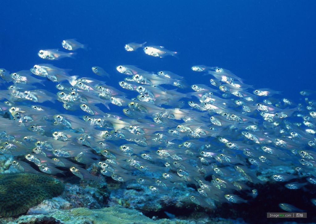  p>水生动物(aquatic animal)是指主要在水中生活的动物.