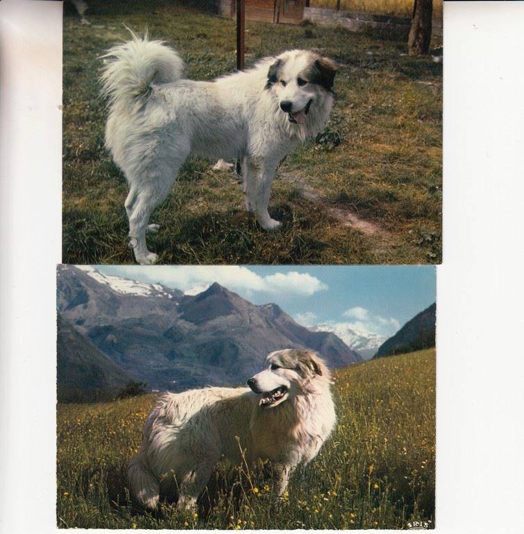 tipi1p3sgfxq">大白熊犬是食肉目犬科犬属哺乳动物,别名比利牛斯山犬